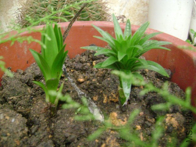 DSC08898.JPG