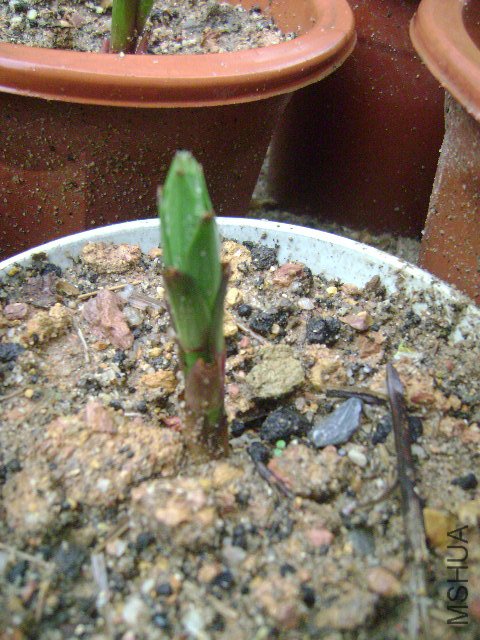 DSC08909.JPG