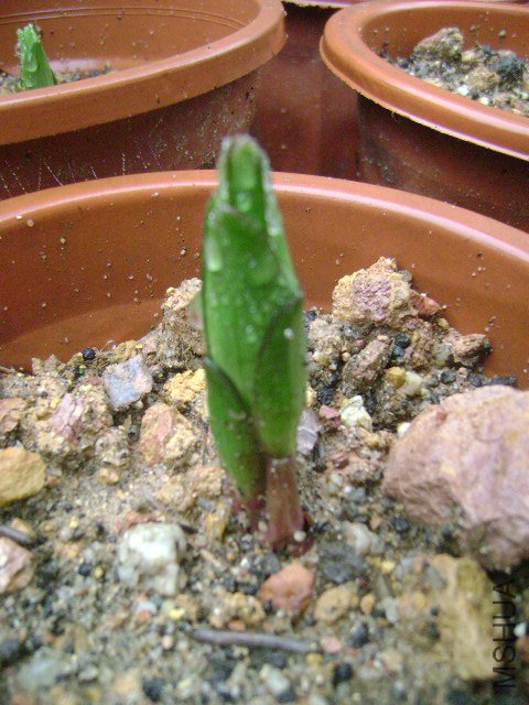 DSC08908.JPG