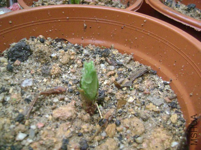 DSC08910.JPG