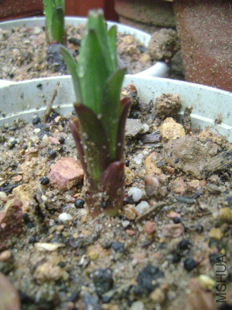 DSC08915.JPG