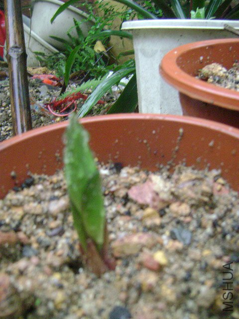 DSC08914.JPG