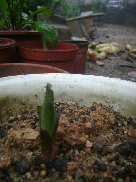 DSC08918.JPG
