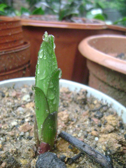 DSC08920.JPG