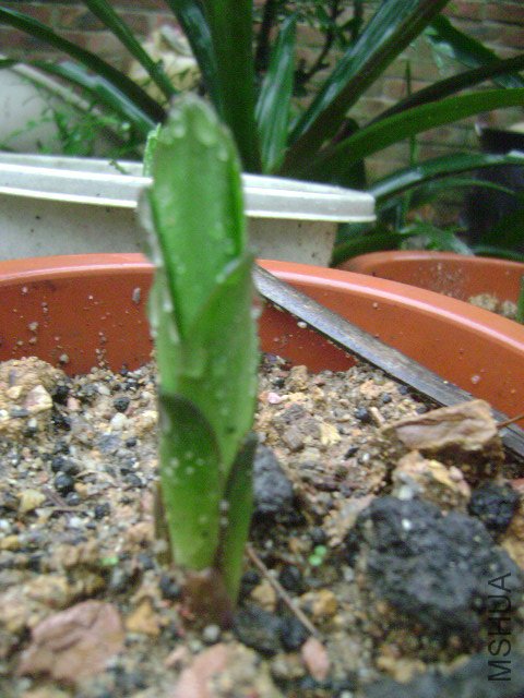 DSC08925.JPG