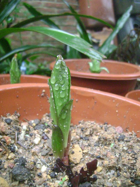 DSC08924.JPG