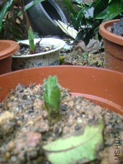 DSC08928.JPG