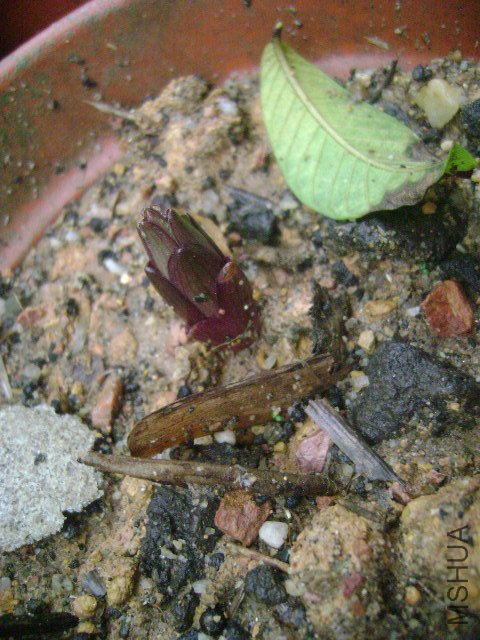 DSC08932.JPG