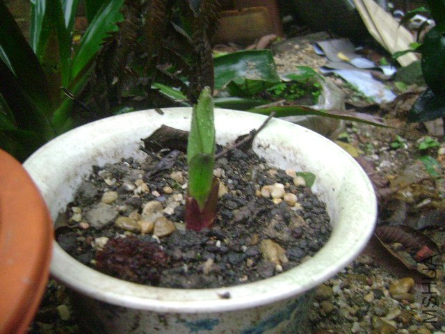 DSC08930.JPG