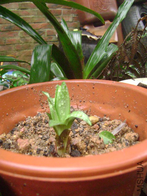 DSC08929.JPG