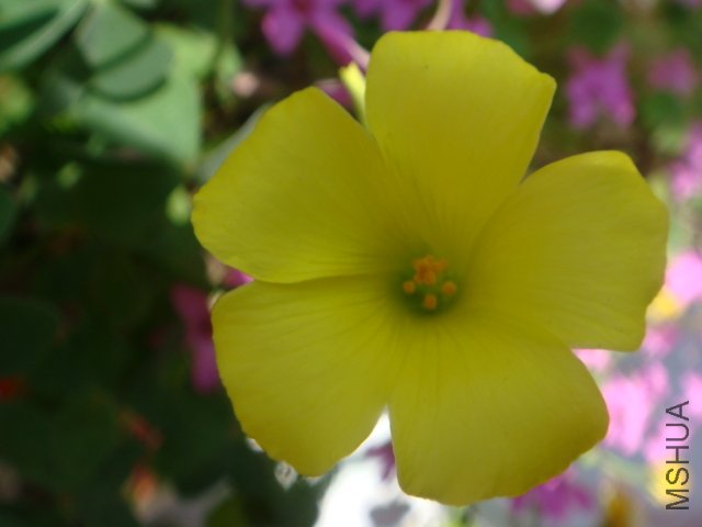 DSC06611.JPG