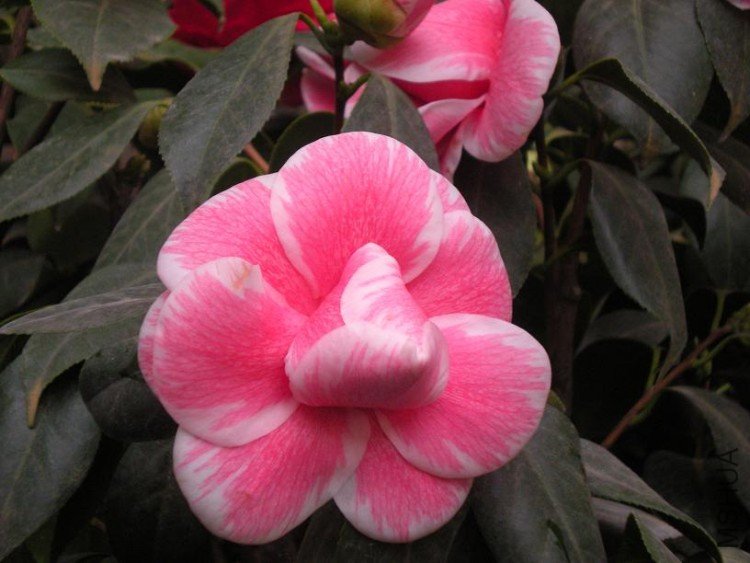 ����þ� (9).JPG