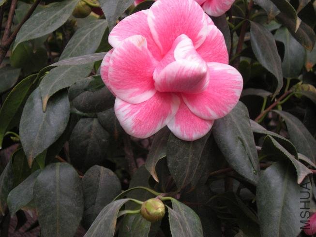 ����þ� (1).JPG