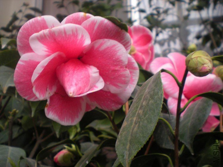 ����þ� (5).JPG