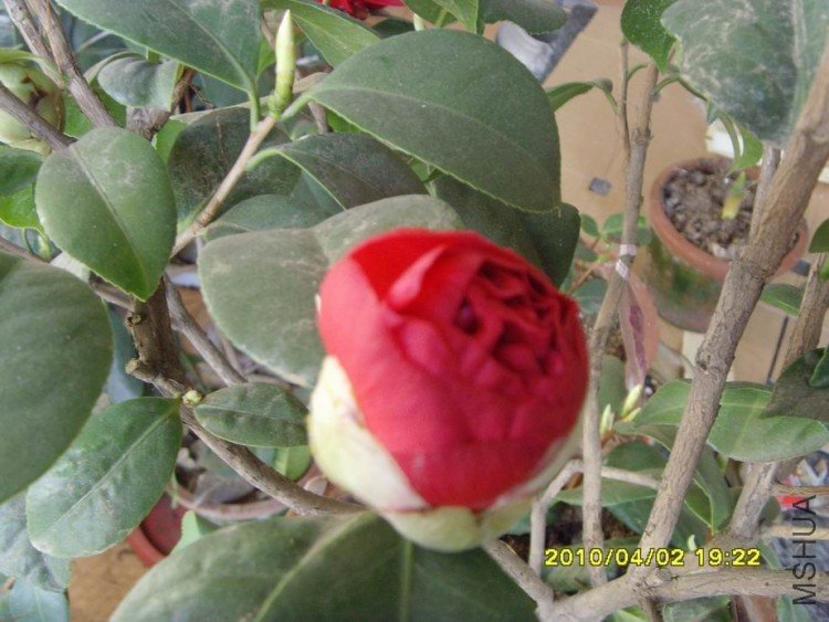 SNV30076.JPG