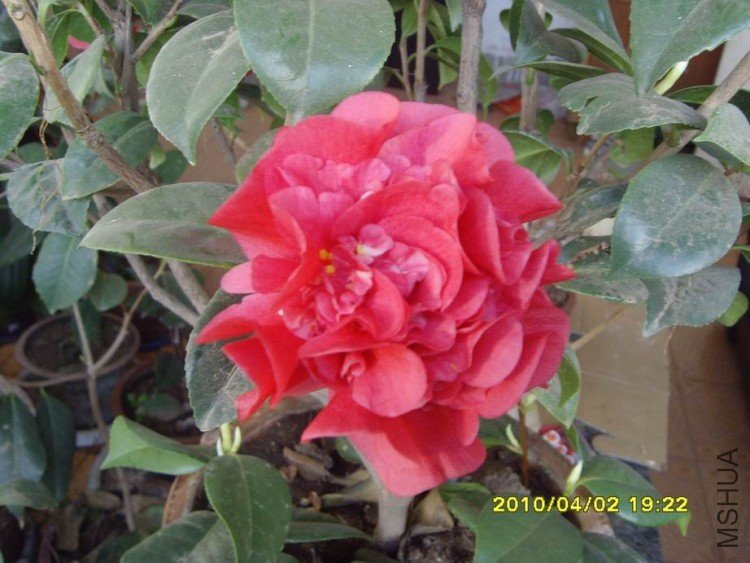 SNV30075.JPG
