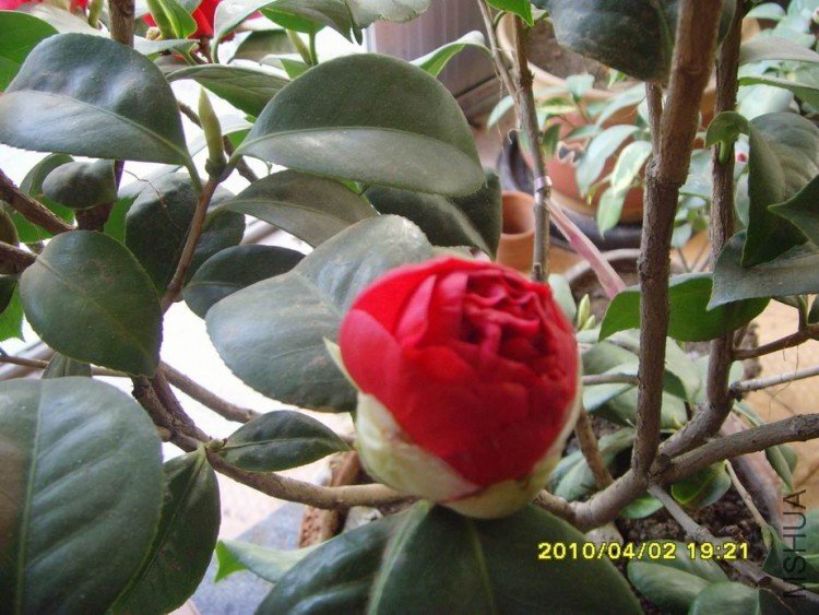SNV30073.JPG