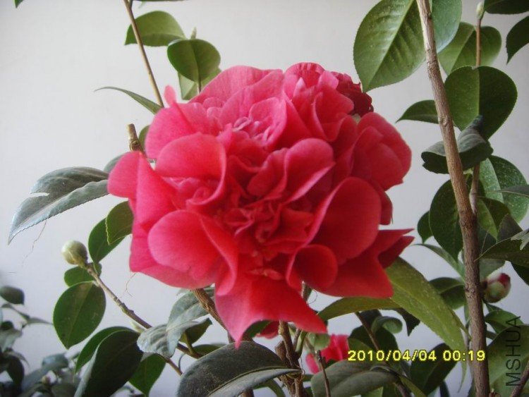 SNV30087.JPG