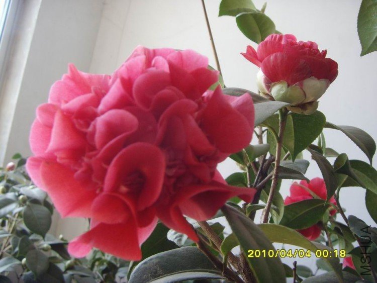 SNV30085.JPG