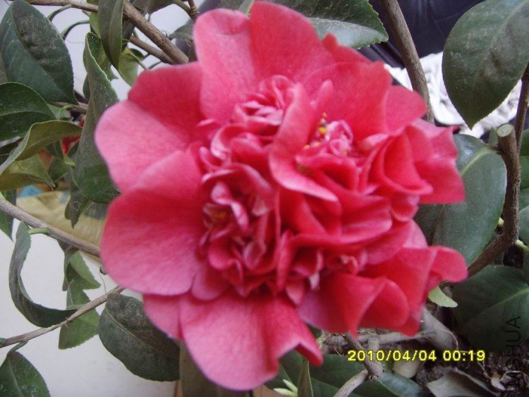 SNV30088.JPG