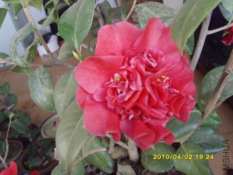 SNV30081.JPG