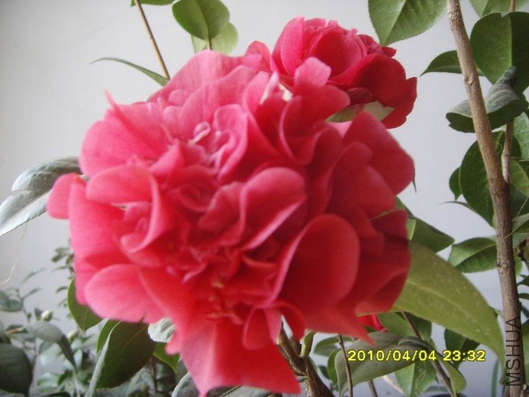 SNV30092.JPG