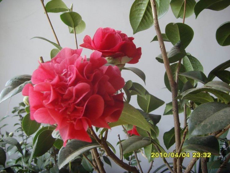 SNV30093.JPG