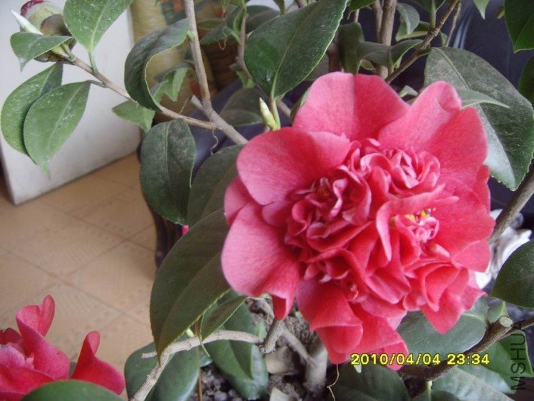 SNV30099.JPG