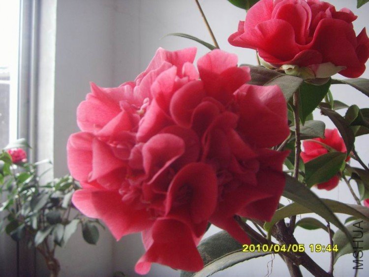 SNV30110.JPG