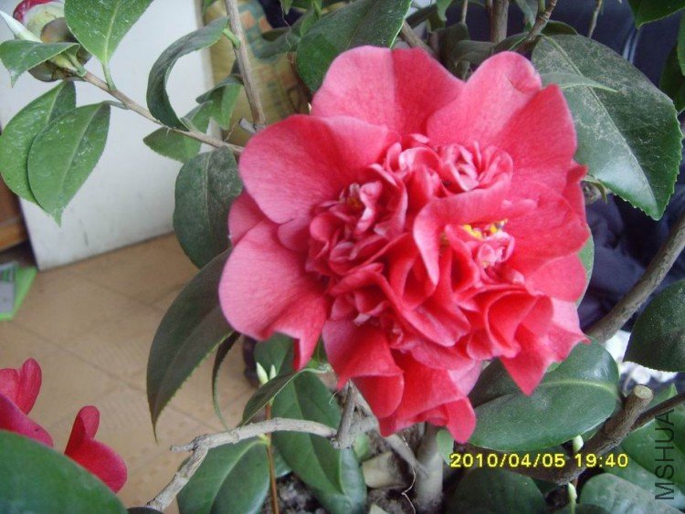 SNV30105.JPG