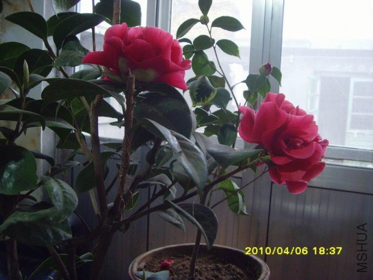 SNV30121.JPG