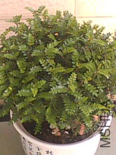 20100407114112.jpg