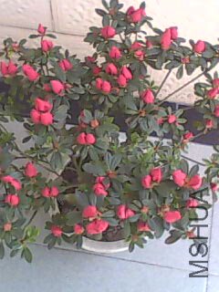 20100407113358.jpg