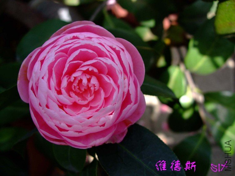 ά��˹  10-4-7(1).jpg