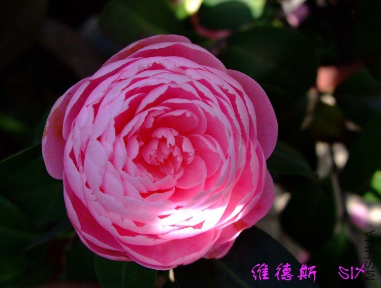 ά��˹  10-4-7 (2).jpg