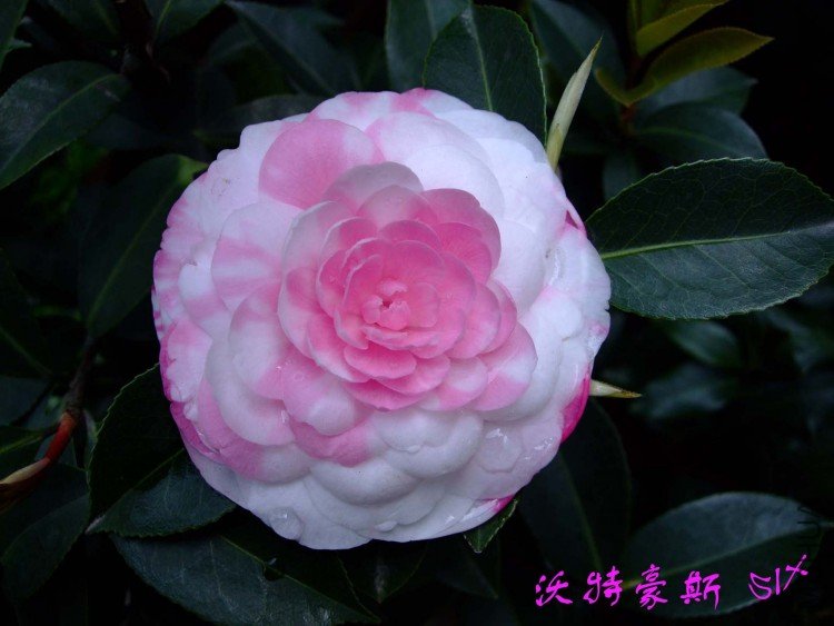 ���غ�˹  10-4-7 (2).jpg