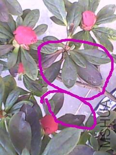 20100407113153.jpg