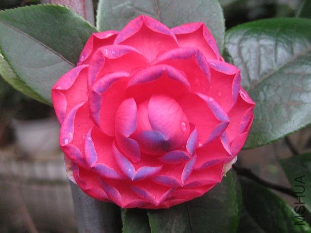 ������ 014.jpg