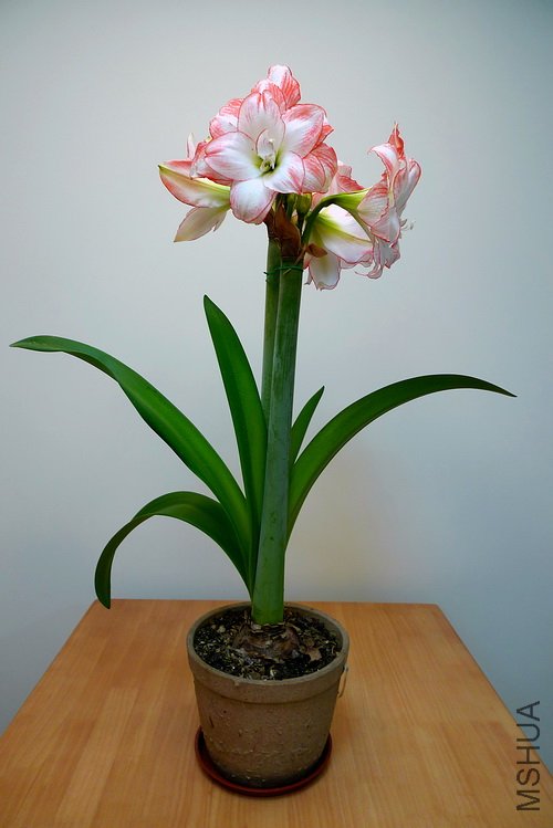 P1020190(500).jpg
