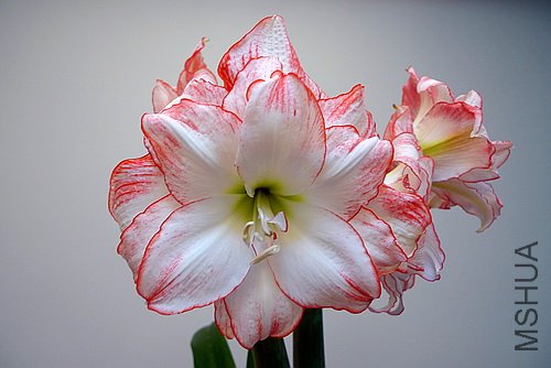 P1020191(500).jpg
