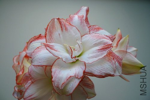 P1020193(500a).jpg