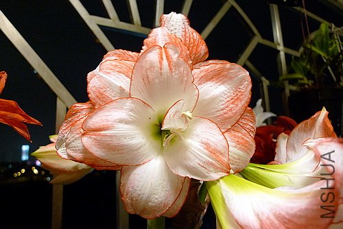 P1020186(500).jpg