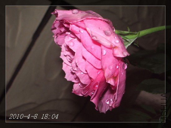 IMGP6904m.jpg