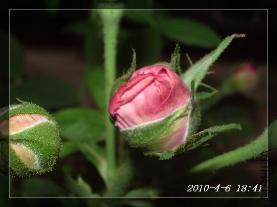 IMGP6774m.jpg