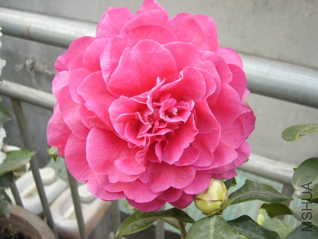 ����Ƥ��