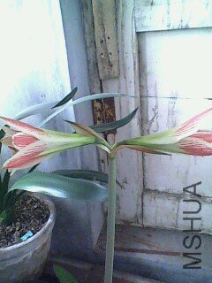 IMG0364A.jpg