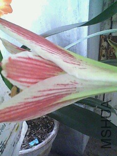 IMG0363A.jpg