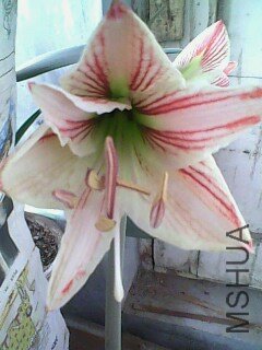 IMG0362A.jpg