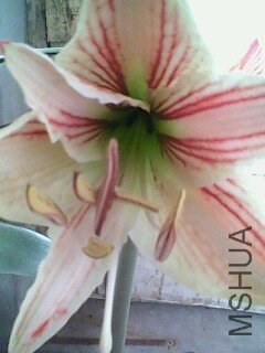 IMG0365A.jpg