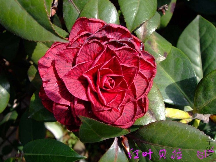 ����  10-4-9 (3).jpg